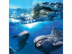 Dolphins Панно 50x50