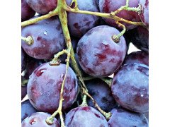 Декор Толедо фрукты виноград (04-01-1-14-00-55-140-5)